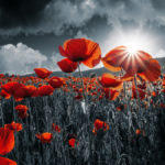 Remembrance Day Emily Madill