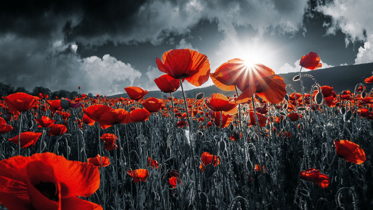 Remembrance Day Emily Madill