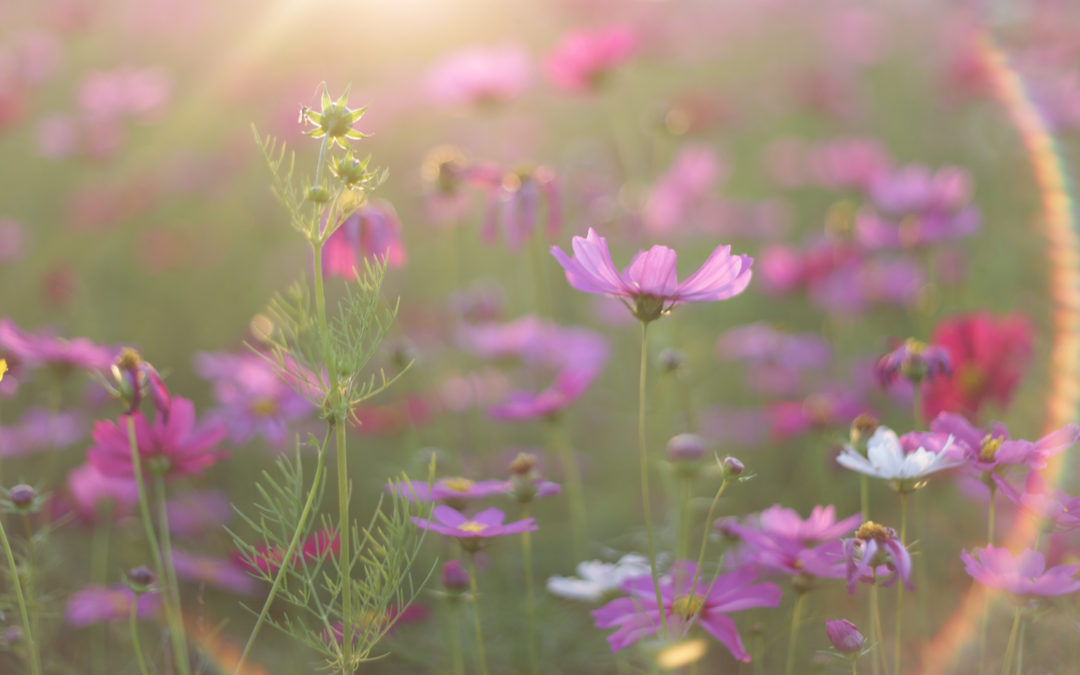 Open Your Heart to the Blessings Around You
