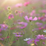 Open Your Heart to the Blessings Around You - Emily Madill