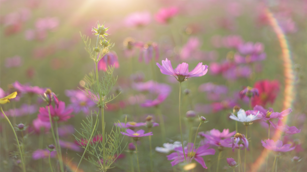 Open Your Heart to the Blessings Around You - Emily Madill