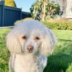 How Our Rescue Dog Trained Me To Love and Leap