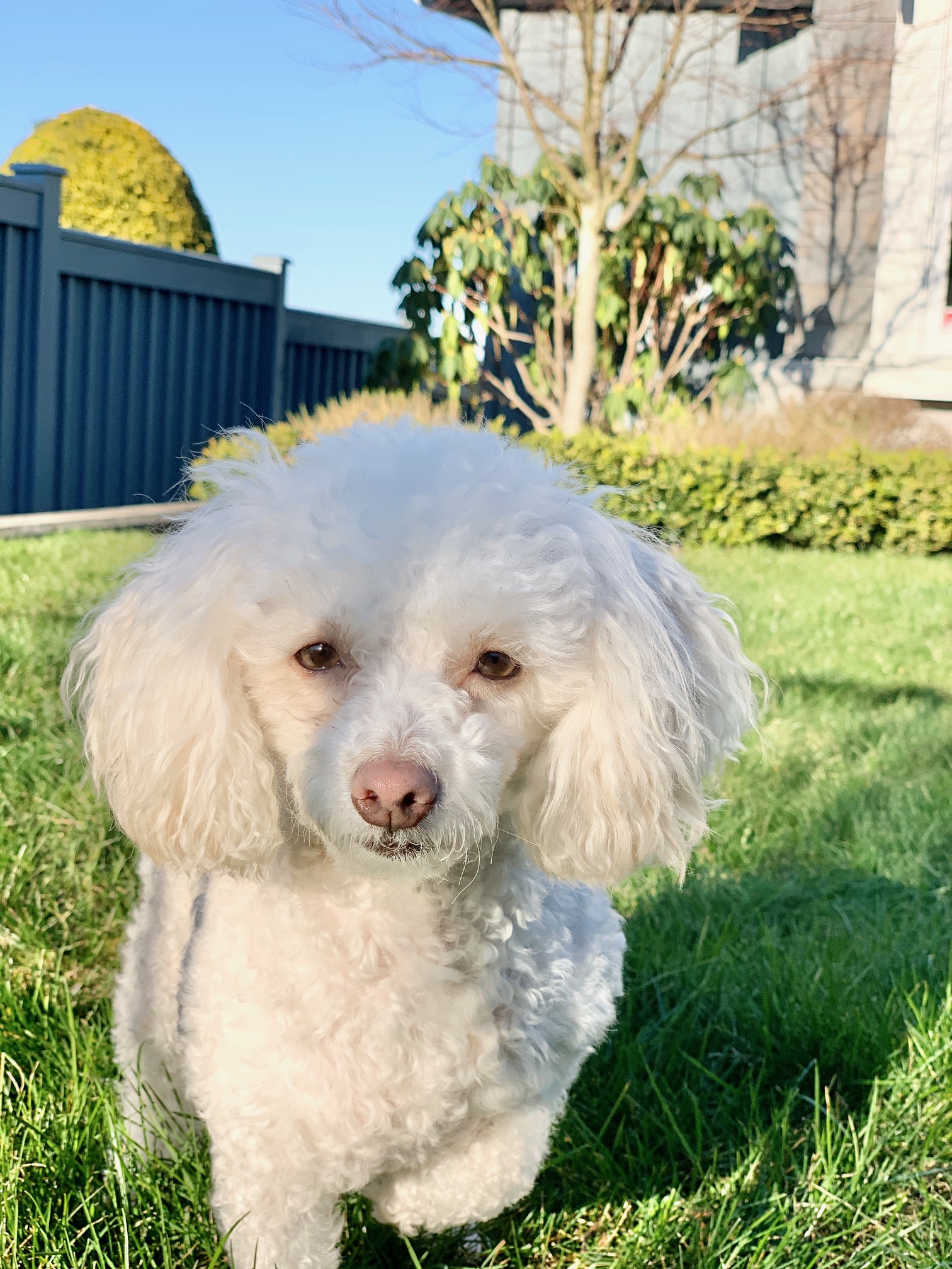 How Our Rescue Dog Trained Me To Love and Leap